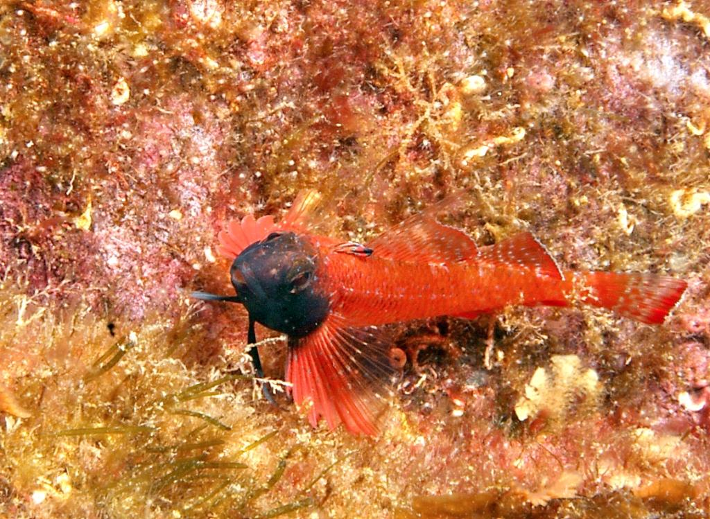 Pesce, Mare Egeo, 06.2011 (Tripterygion tripteronotus)